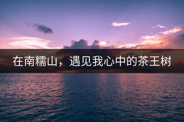 在南糯山，遇見(jiàn)我心中的茶王樹(shù)