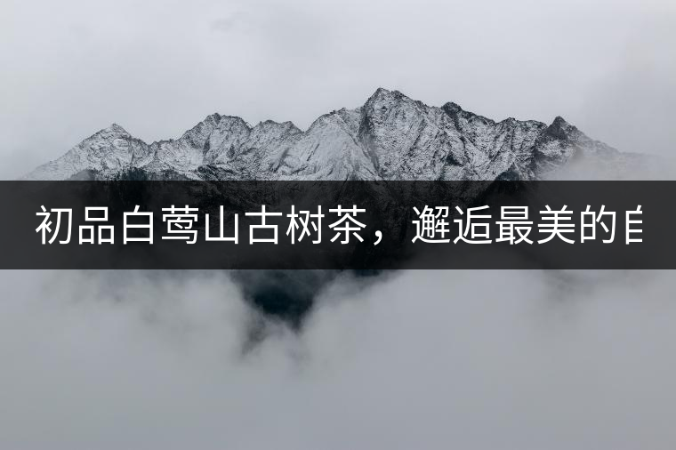 初品白鶯山古樹茶，邂逅最美的自己！