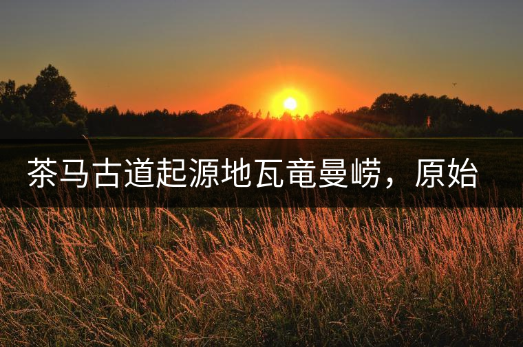 茶馬古道起源地瓦竜曼嶗，原始森林李的精靈
