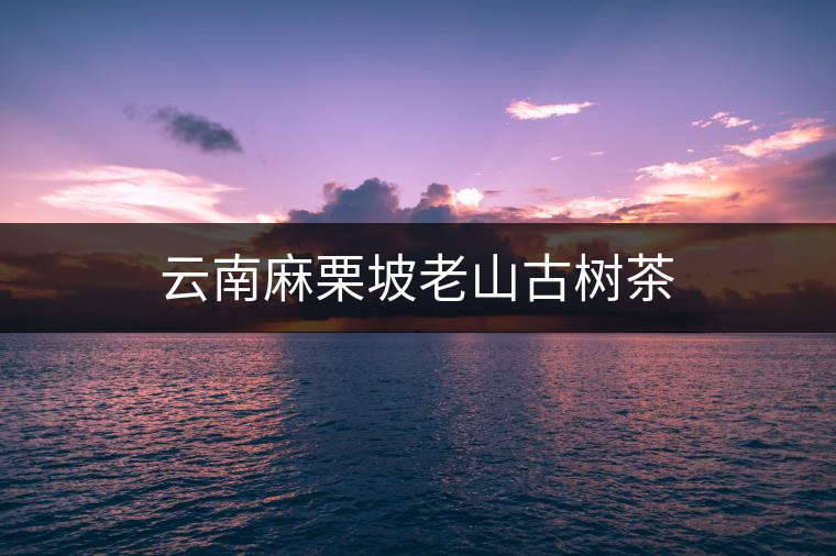 云南麻栗坡老山古樹茶
