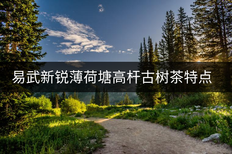 易武新銳薄荷塘高桿古樹茶特點(diǎn)介紹