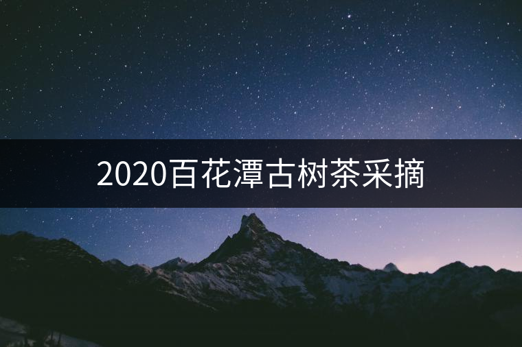 2020百花潭古樹茶采摘