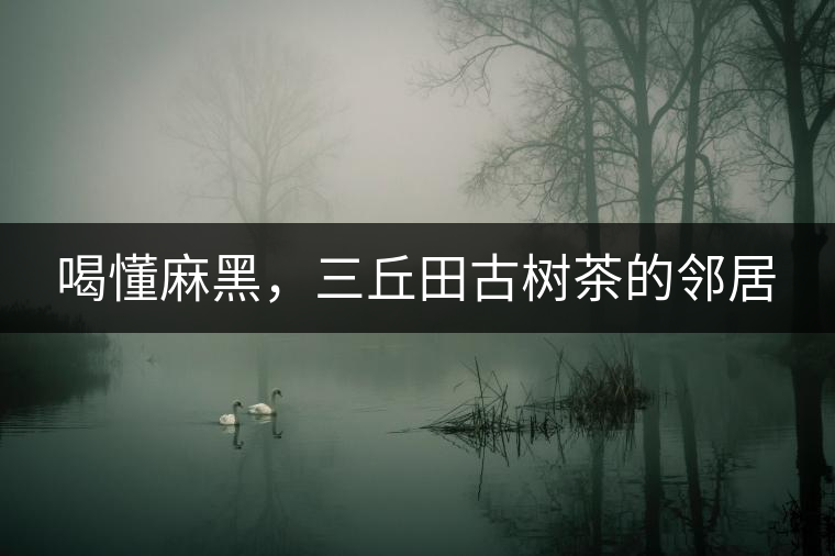 喝懂麻黑，三丘田古樹茶的鄰居