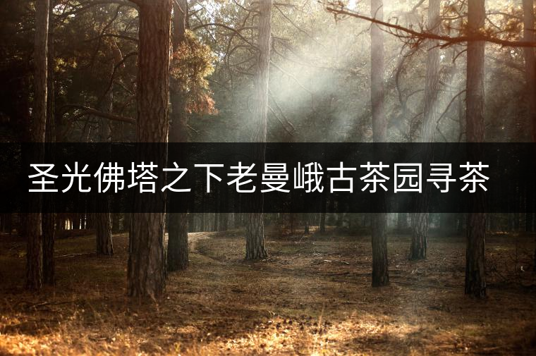 圣光佛塔之下老曼峨古茶園尋茶記