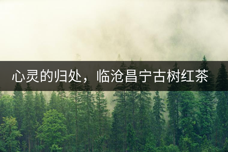 心靈的歸處，臨滄昌寧古樹紅茶介紹