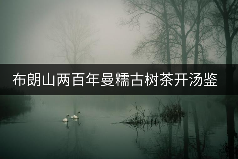 布朗山兩百年曼糯古樹茶開湯鑒賞