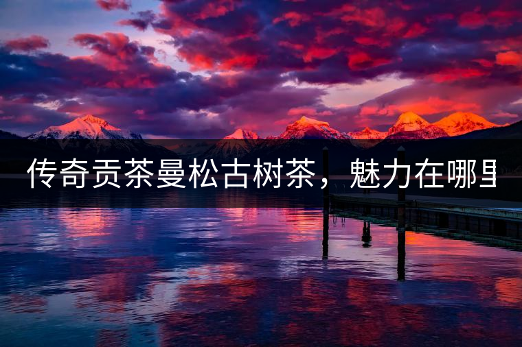 傳奇貢茶曼松古樹茶，魅力在哪里？