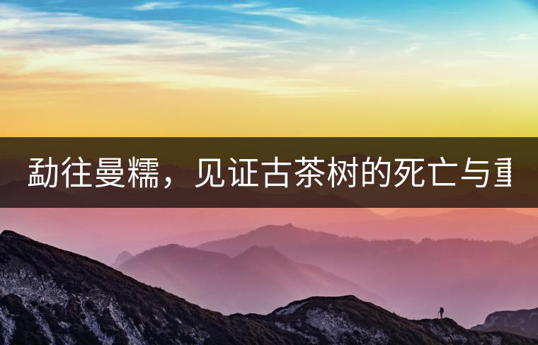 勐往曼糯，見證古茶樹的死亡與重生（上）