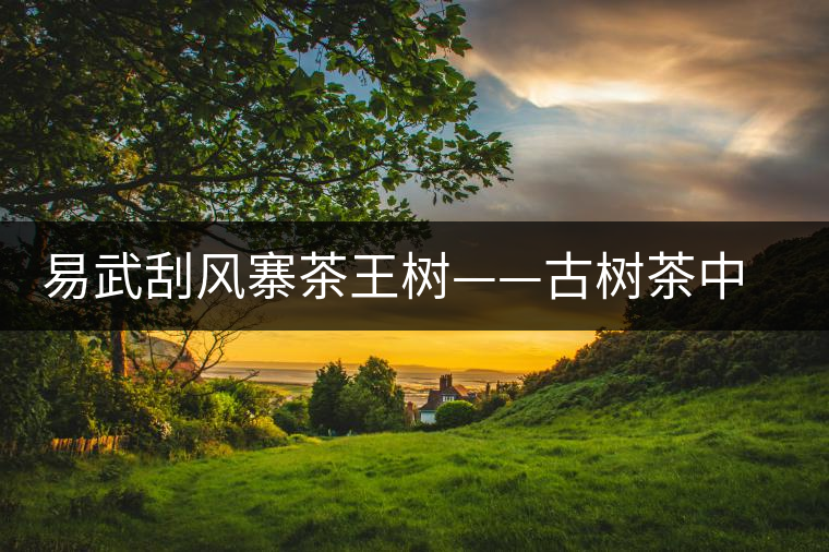 易武刮風(fēng)寨茶王樹(shù)——古樹(shù)茶中的“茶皇后“