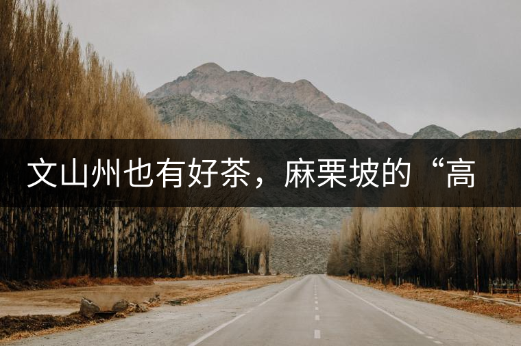 文山州也有好茶，麻栗坡的“高朋”古樹茶