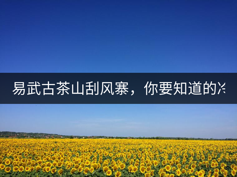 易武古茶山刮風(fēng)寨，你要知道的冷知識！