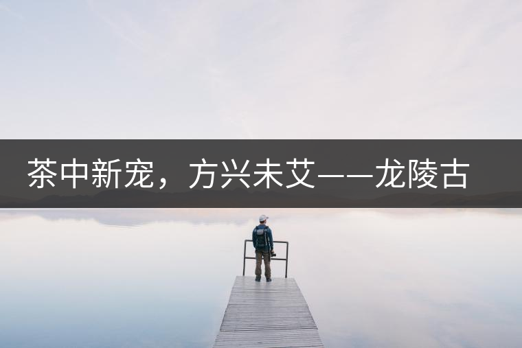 茶中新寵，方興未艾——龍陵古樹(shù)茶介紹