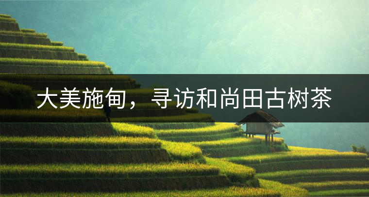 大美施甸，尋訪和尚田古樹茶