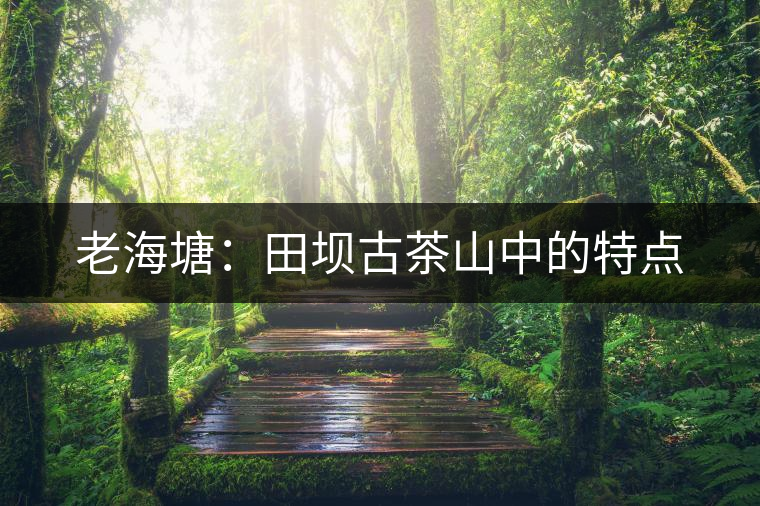 老海塘：田壩古茶山中的特點(diǎn)