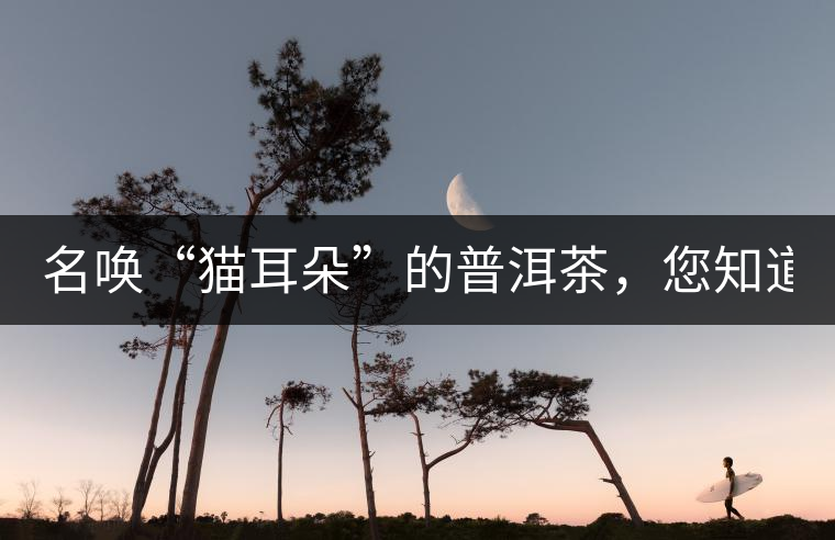 名喚“貓耳朵”的普洱茶，您知道嗎、
