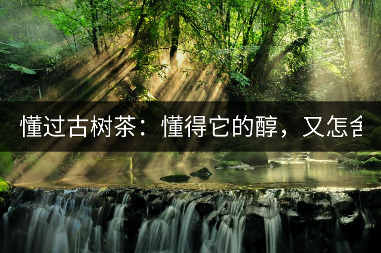懂過古樹茶：懂得它的醇，又怎舍錯(cuò)過它的美！