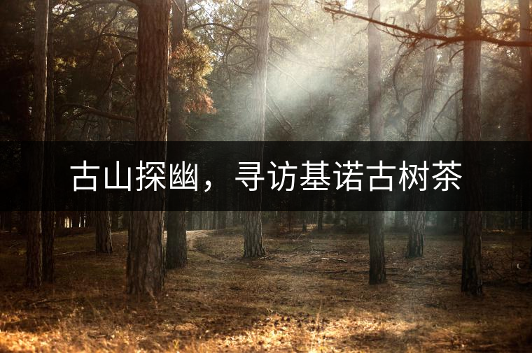 古山探幽，尋訪基諾古樹茶