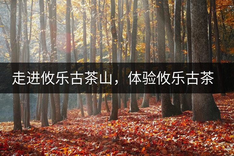 走進(jìn)攸樂古茶山，體驗攸樂古茶山生活