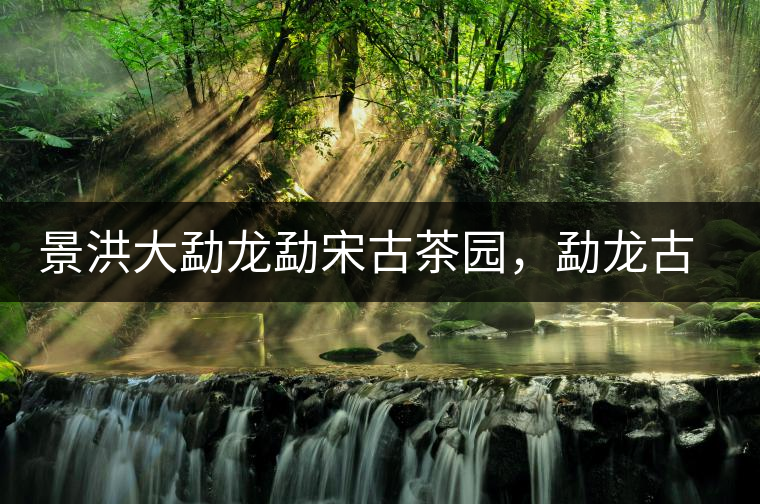 景洪大勐龍勐宋古茶園，勐龍古樹茶分布