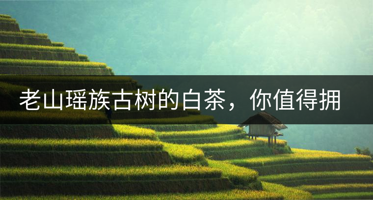 老山瑤族古樹的白茶，你值得擁有