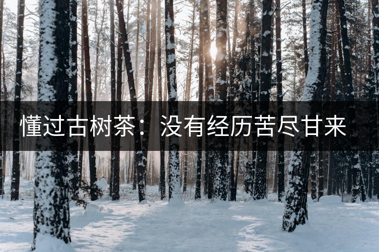 懂過(guò)古樹(shù)茶：沒(méi)有經(jīng)歷苦盡甘來(lái)的人，不足以談懂過(guò)