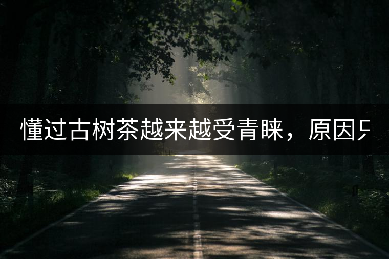 懂過(guò)古樹(shù)茶越來(lái)越受青睞，原因只有兩個(gè)！