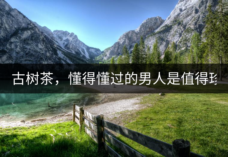古樹(shù)茶，懂得懂過(guò)的男人是值得珍惜的！