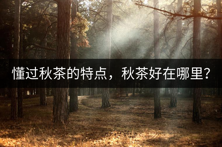 懂過秋茶的特點(diǎn)，秋茶好在哪里？