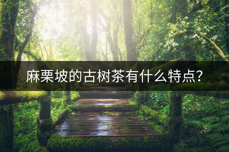 麻栗坡的古樹茶有什么特點？