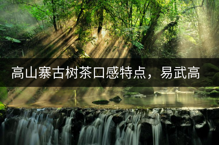 高山寨古樹茶口感特點，易武高山寨普洱茶介紹