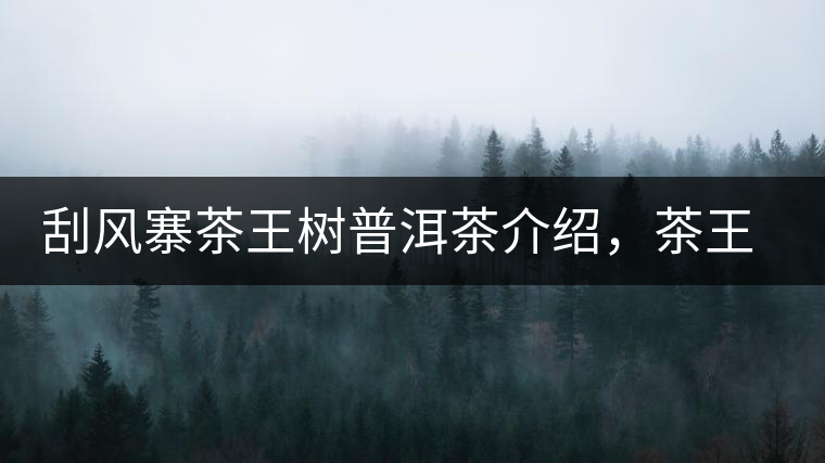 刮風(fēng)寨茶王樹普洱茶介紹，茶王樹古樹茶口感特點(diǎn)