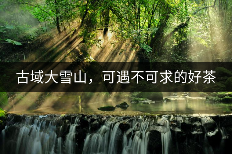 古域大雪山，可遇不可求的好茶