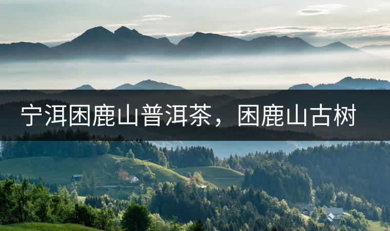 寧洱困鹿山普洱茶，困鹿山古樹茶口感特點(diǎn)