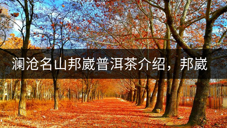 瀾滄名山邦崴普洱茶介紹，邦崴古樹(shù)茶口感特點(diǎn)