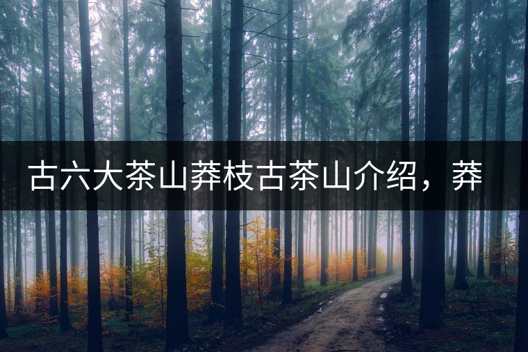古六大茶山莽枝古茶山介紹，莽枝古樹茶口感特點