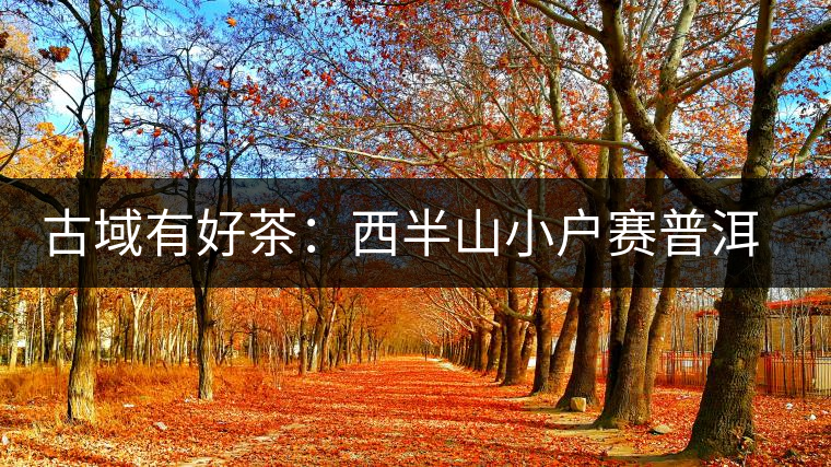 古域有好茶：西半山小戶賽普洱茶特點(diǎn)