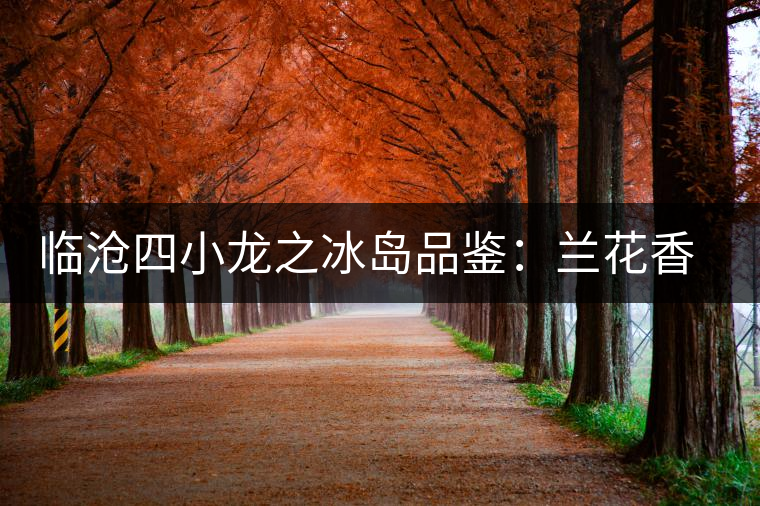 臨滄四小龍之冰島品鑒：蘭花香，冰糖甜