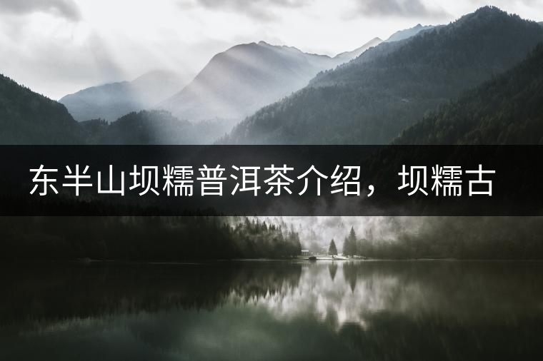 東半山壩糯普洱茶介紹，壩糯古樹(shù)茶口感特點(diǎn)