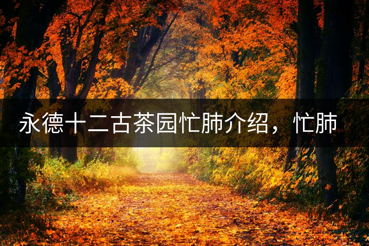 永德十二古茶園忙肺介紹，忙肺茶特點