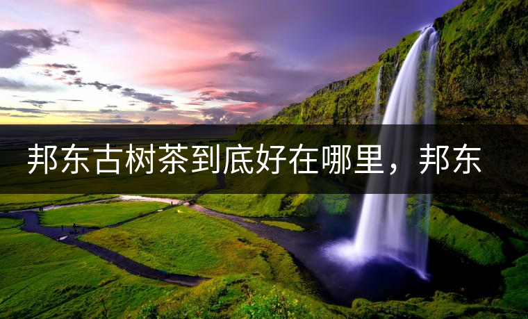 邦東古樹茶到底好在哪里，邦東茶區(qū)普洱茶風格特點