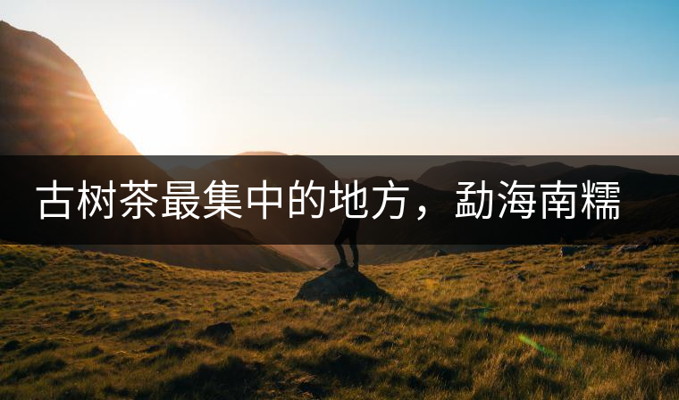 古樹茶最集中的地方，勐海南糯山古茶山介紹