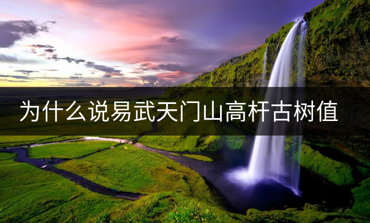 為什么說(shuō)易武天門山高桿古樹(shù)值得入手？