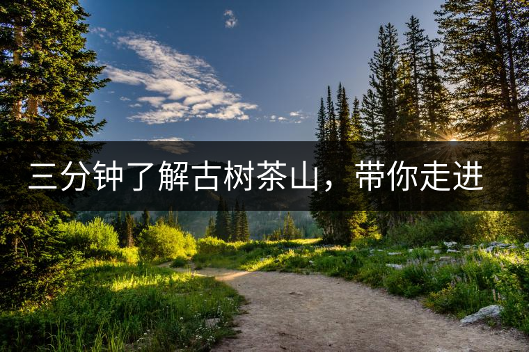 三分鐘了解古樹茶山，帶你走進勐庫懂過壩氣山