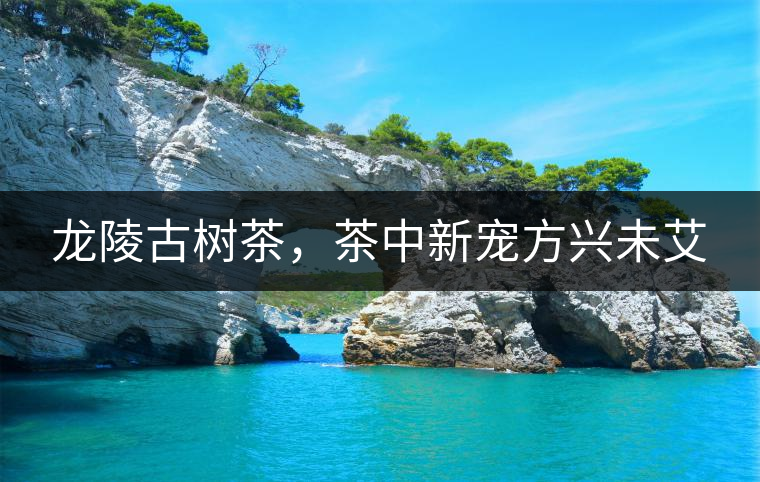 龍陵古樹茶，茶中新寵方興未艾