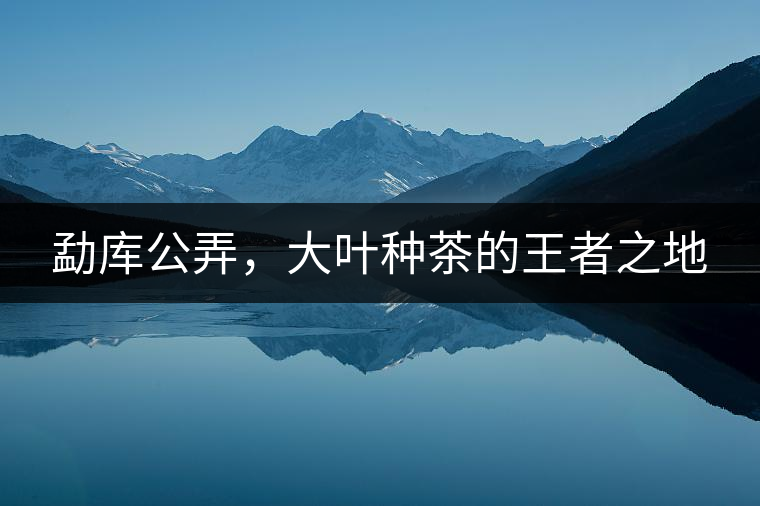 勐庫公弄，大葉種茶的王者之地