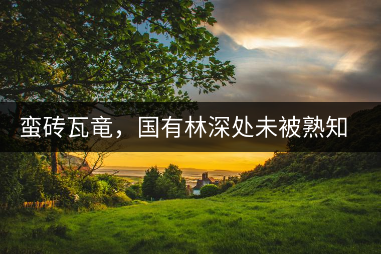 蠻磚瓦竜，國有林深處未被熟知的山頭