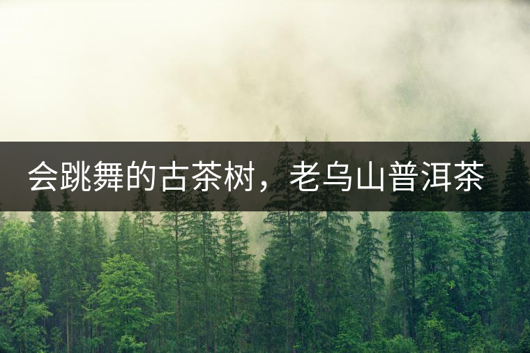 會(huì)跳舞的古茶樹，老烏山普洱茶口感特點(diǎn)