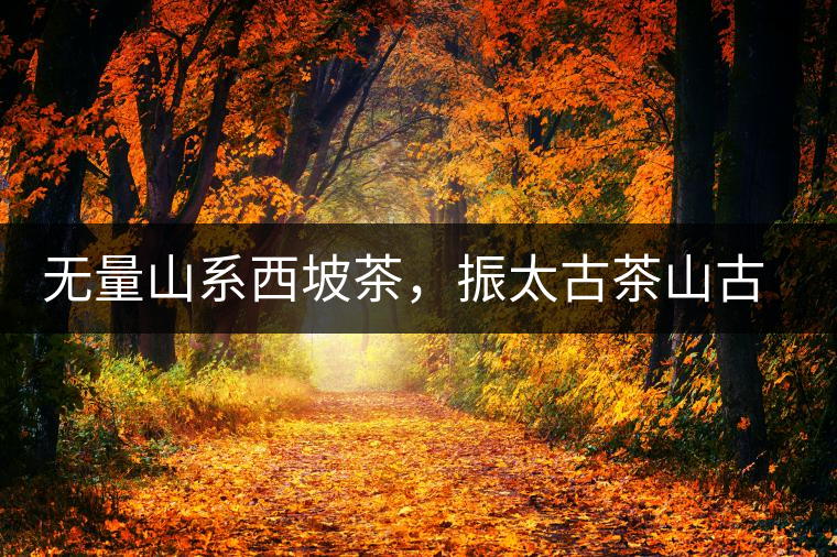 無量山系西坡茶，振太古茶山古樹茶價格介紹