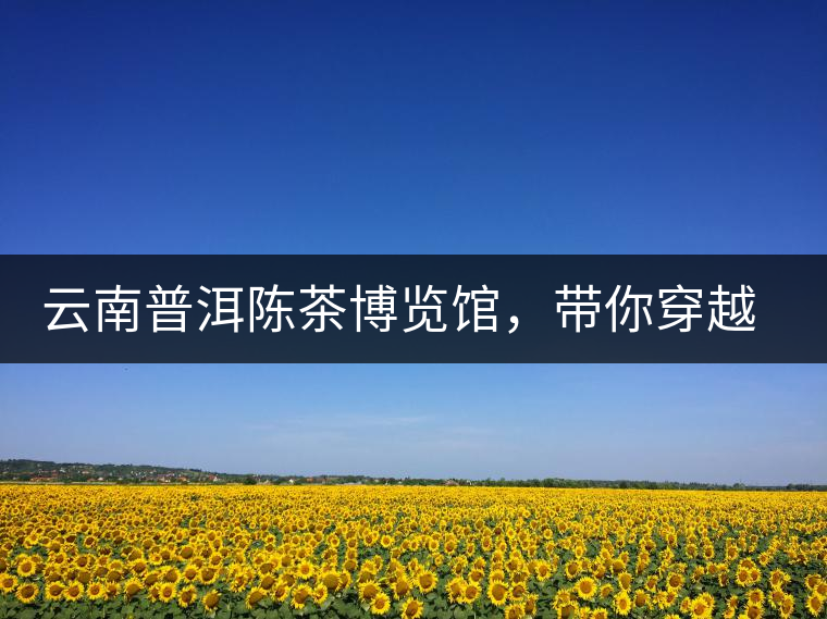云南普洱陳茶博覽館，帶你穿越時(shí)光，品普洱老茶