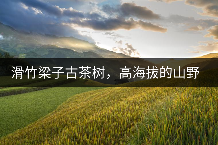 滑竹梁子古茶樹，高海拔的山野美韻